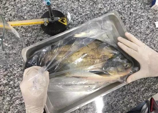 SANIDADE AQUÍCOLA ][ Estudo identifica Salmonella em criações de peixes nativos no Centro-Oeste